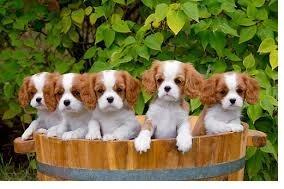 Cavalier-King-Charles Spaniel welpen zu verkaufen