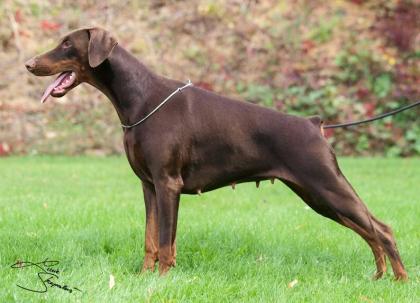 Dobermann, schwarze und braune Welpen mit Ahnentafel (FCI)