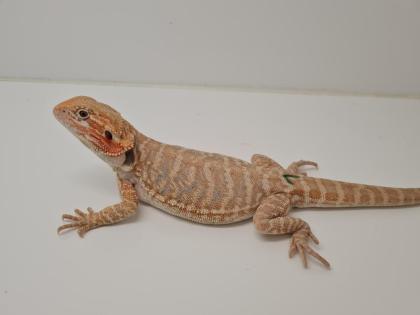 Seltene rote Bartagamen Pogona Vitticeps zu kaufen