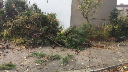 Wurzelfräsen Stubbenfräsen Wurzel Baumwurzel Stubben zu entfernen