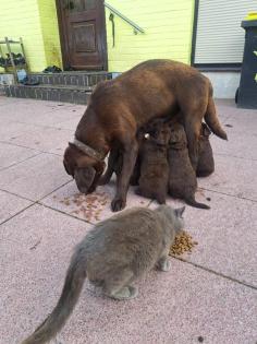 Labradoodle welpen f1 in schoko