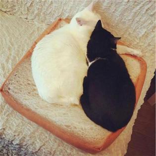 Katzenbett / Katzenkissen in Toastbrot-Optik