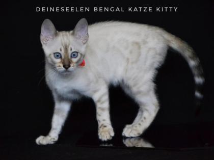 Bengal Katze Kitty (13 Wochen alt Abgabebereit)