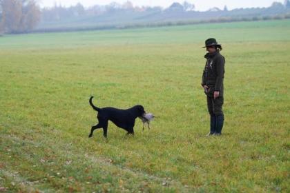 Welpen CURLY COATED RETRIEVER - lockig