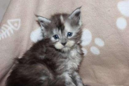 Maine-Coon-Katze - Kätzchen mit Stammbaum