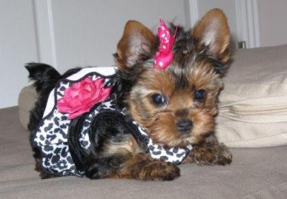 Gorgeous Teacup Yorkshire Terrier Welpen