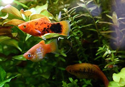 Platys, eigene Zucht (Versand/ Abholung)