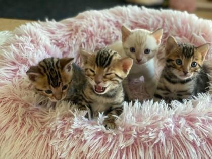 Reinrassige Bengal Kitten suchen ein neues Zuhause.