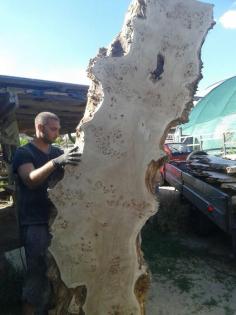 Getrocknetes Schnittholz aus Topolya - Pappelholz bestellbar!