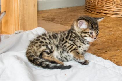 Menschenbezogene, prächtige Bengal Kitten - aus seriöser Zucht