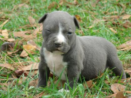 * Wurfankündigung* American Pitbull - American Staffordshire Terrier Welpen ? ? 