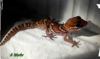 Zutrauliche Geckos ( Paroedura picta )