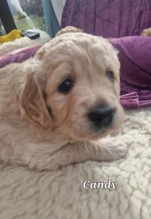 Goldendoodle medium