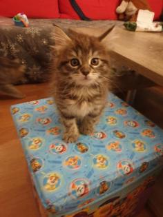 Main Coon Kitten