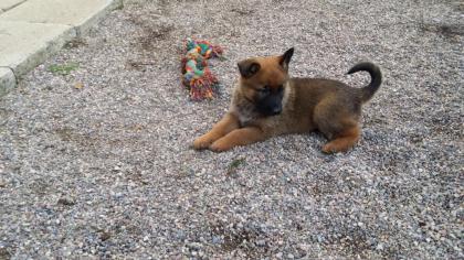 Schäferhund Welpen