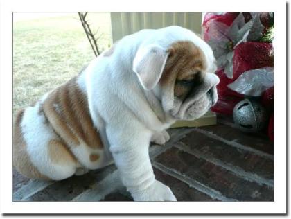 Englische Bulldogge Welpen mit papieren