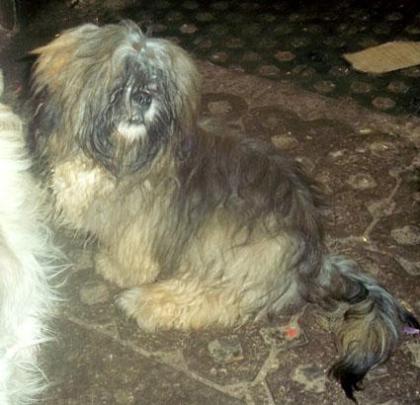 Lhasa Apso Rüde