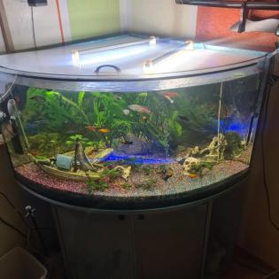 Eckaquarium zu verkaufen