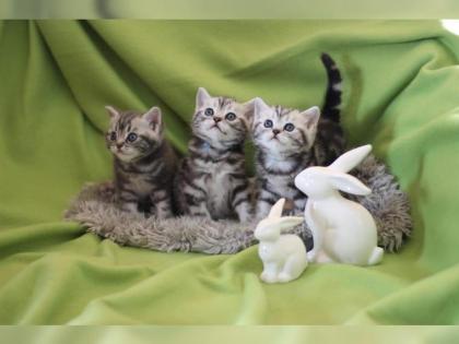 BKH black-silver-cl.-tabby Whiskas