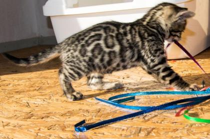 Menschenbezogene, prächtige Bengal Kitten - aus seriöser Zucht