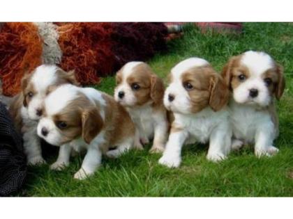 Cavalier King Charles Spaniel Welpen