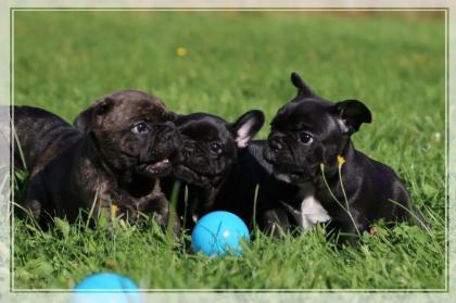 Französiche Bulldoggen Welpe