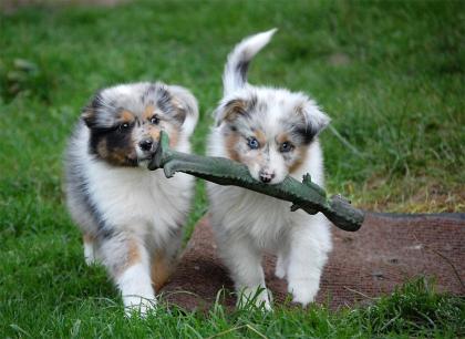 Wunderschöne Liebevoller Reinrassige Traumhafte Australian Shepherd 7 reinrassig