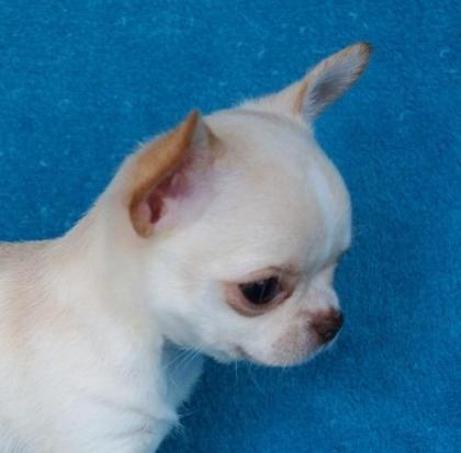 Mini chihuaha welpen