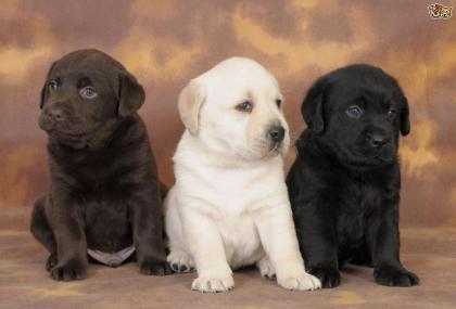 Bildschöne Labradorwelpen 12 Wochen suchen ein neues Zuhause.