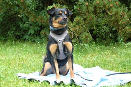 LEGO - Pinscher-Mix - 5 Jahre - Tierhilfe-Franken e.V.