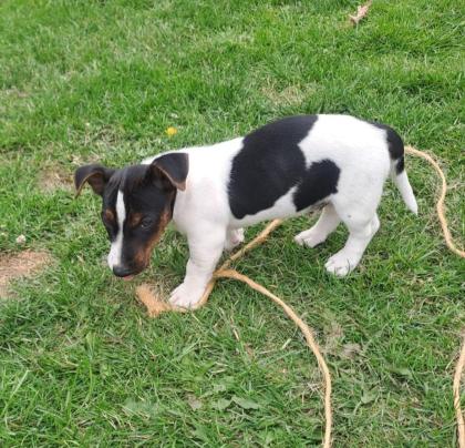 Jack Russel Welpen zuverkaufen