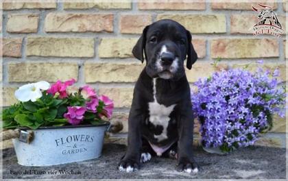 Deutsche Doggen Welpen suchen Familie mit Herz