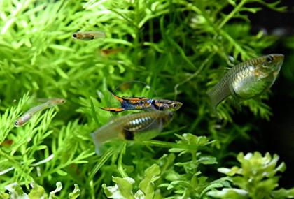 Wildguppy, Endler, reinerbig (Versand/ Abholung)