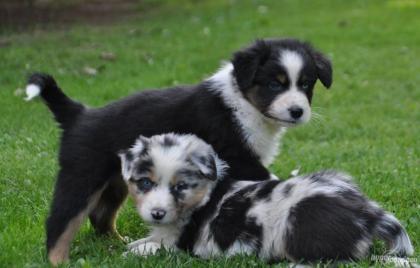 Wunderschöne Liebevoller Reinrassige Traumhafte Australian Shepherd 7 reinrassig