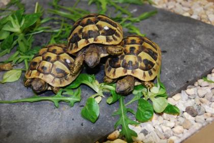 Europäische und Griechische Landschildkröten