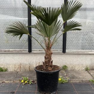 Agave winterhart, Yucca winterhart, Palme winterhart