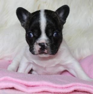 ! Französische Bulldogge Welpen sind umzugsbereit!