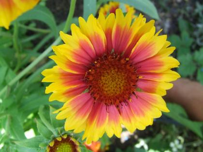 Suche Wochenendgrundstück , Eigentumsgarten