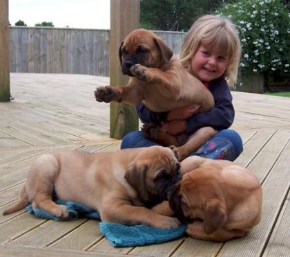 Bullmastiff zur Verfügung