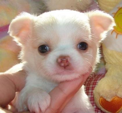 Wunderschöne Liebevoller Reinrassige Mini Chihuahua Babys fur 165 euro in (Langh