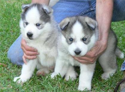 Traumhaft schöne Husky - Welpen