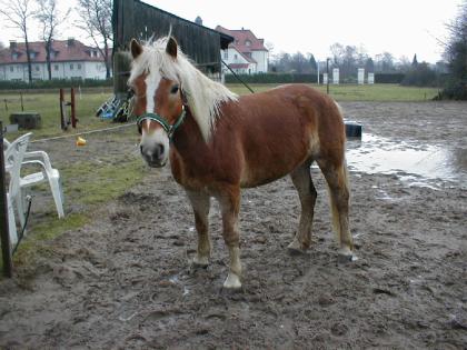 Biete Reitbeteilligung