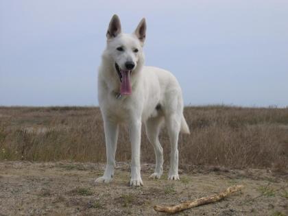 Weisse Schäferhunde Notvermittlung