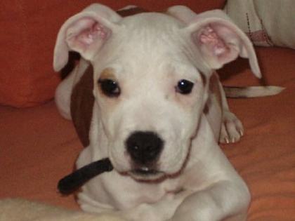 Stefford Terrier Mix /  Alano Mischling 300€