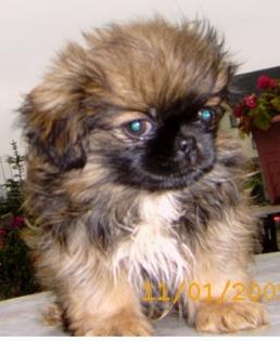 Pekinese, Rüde, 10 Wochen, sof