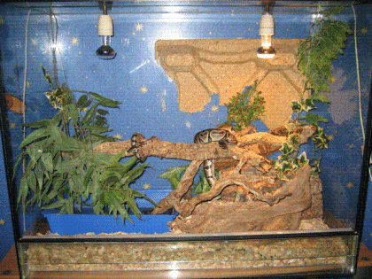 2 königsphton + terrarium + einrichtung