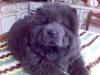 Chow chow welpen