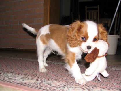 Cavalier KingCharles Spaniel