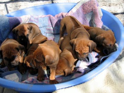 Rhodesian Ridgeback Welpen