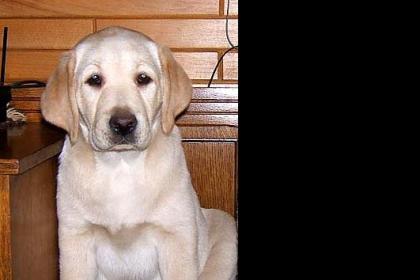 Labrador Welpen in blond 11 Wochen